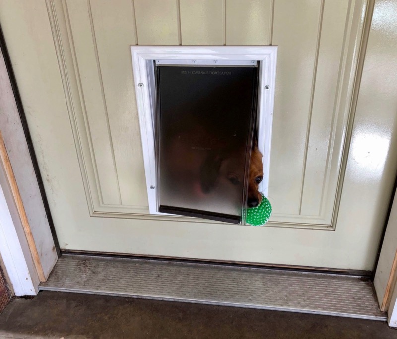 Pet Door being used for first time with dog poking head out of door with ball in mouth